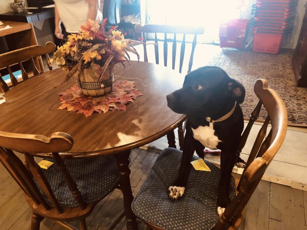 Luna with Table